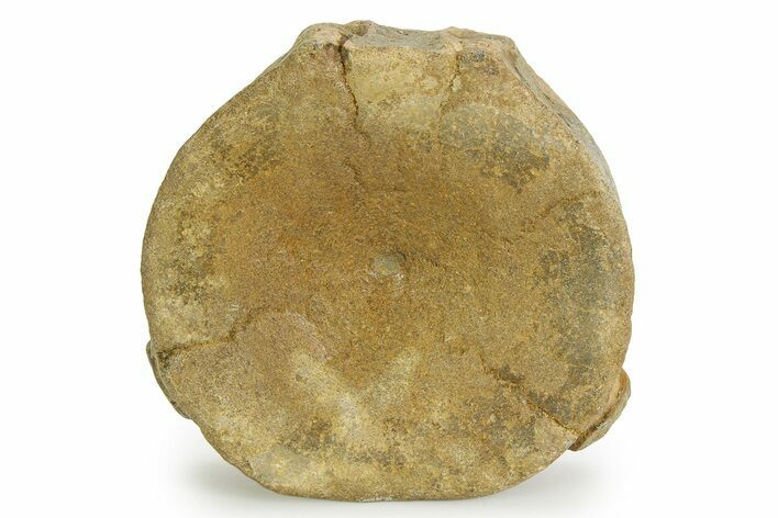 Fossil Ichthyosaur (Brachypterygius) Vertebra - England #351039